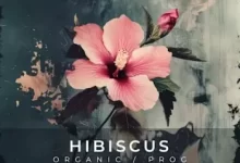 木槿花-红杏下载