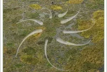 Rubicon Biopoiesis WAV-FANTASTiC-红杏下载